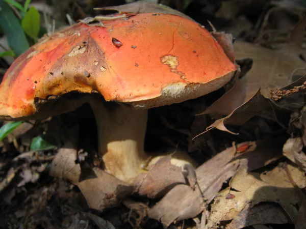 Rubinoboletus caespitosus (Rubinoboletus caespitosus) — photo mycologique