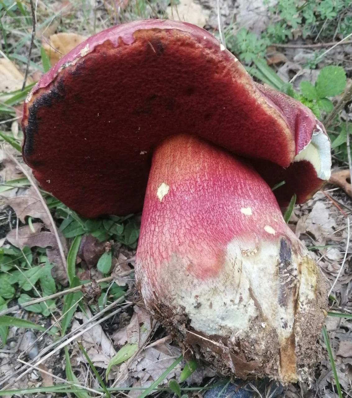 Rubroboletus demonensis (Rubroboletus demonensis) — photo mycologique