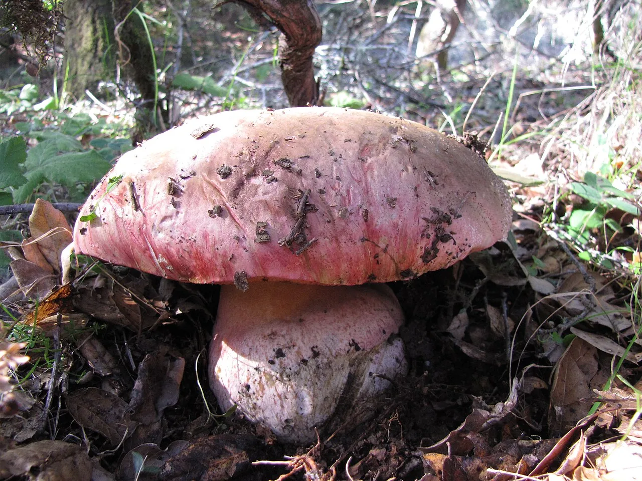 Rubroboletus eastwoodiae (Rubroboletus eastwoodiae) — photo mycologique