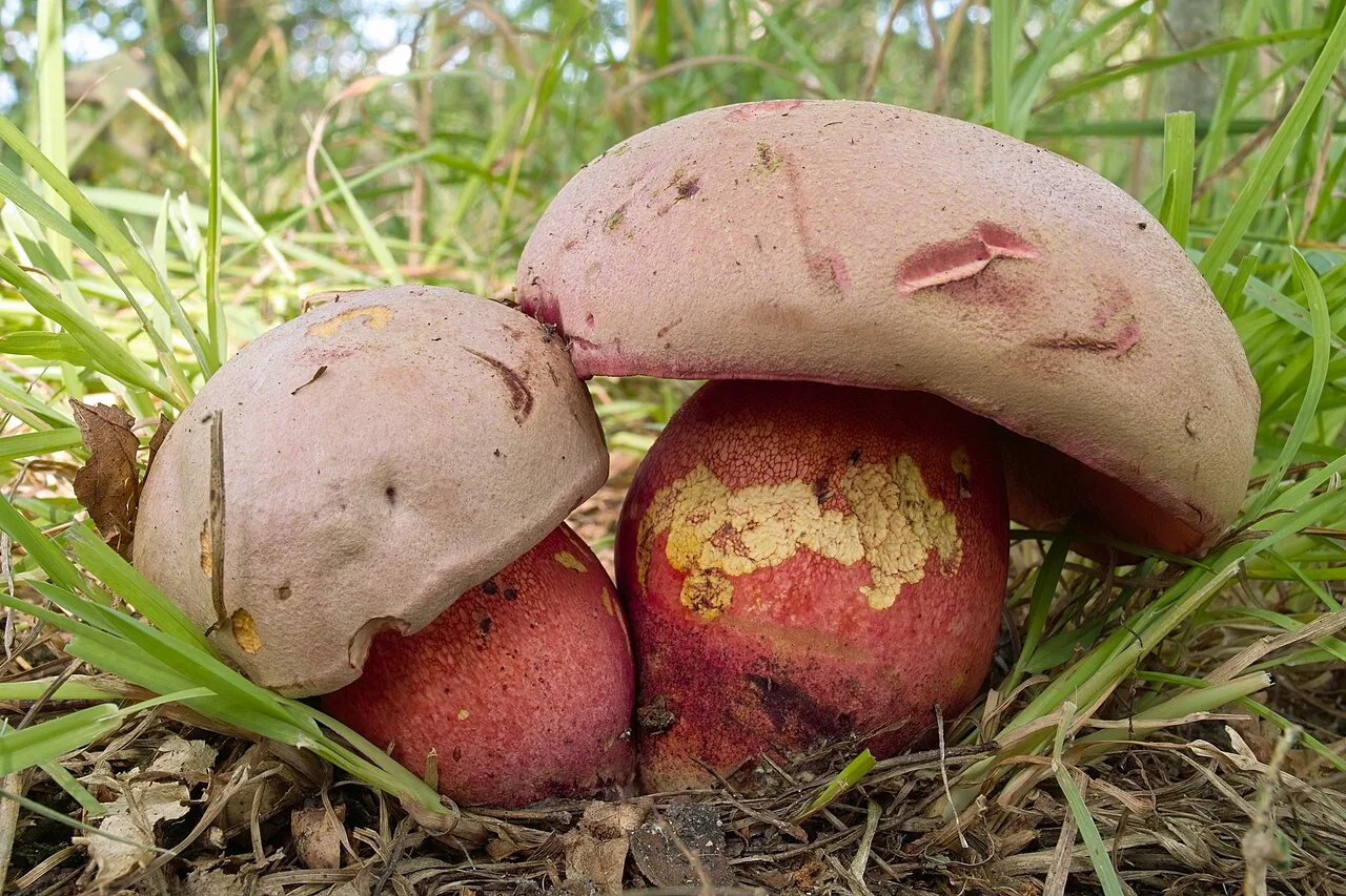 Rubroboletus legaliae (Rubroboletus legaliae) — photo mycologique