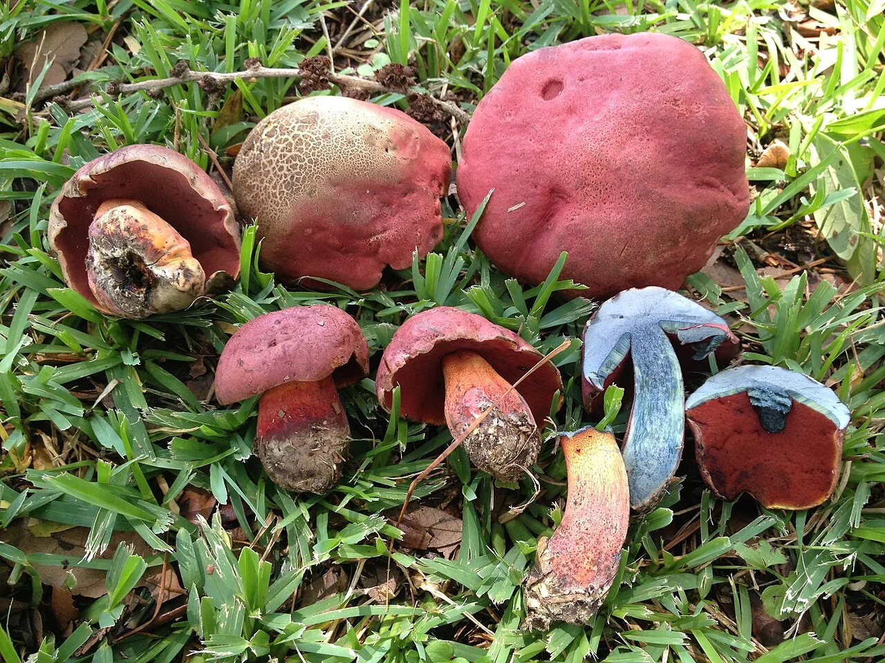 Rubroboletus rhodosanguineus (Rubroboletus rhodosanguineus) — photo mycologique