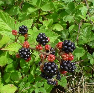 Ronce / Framboisier (Rubus) — photo botanique