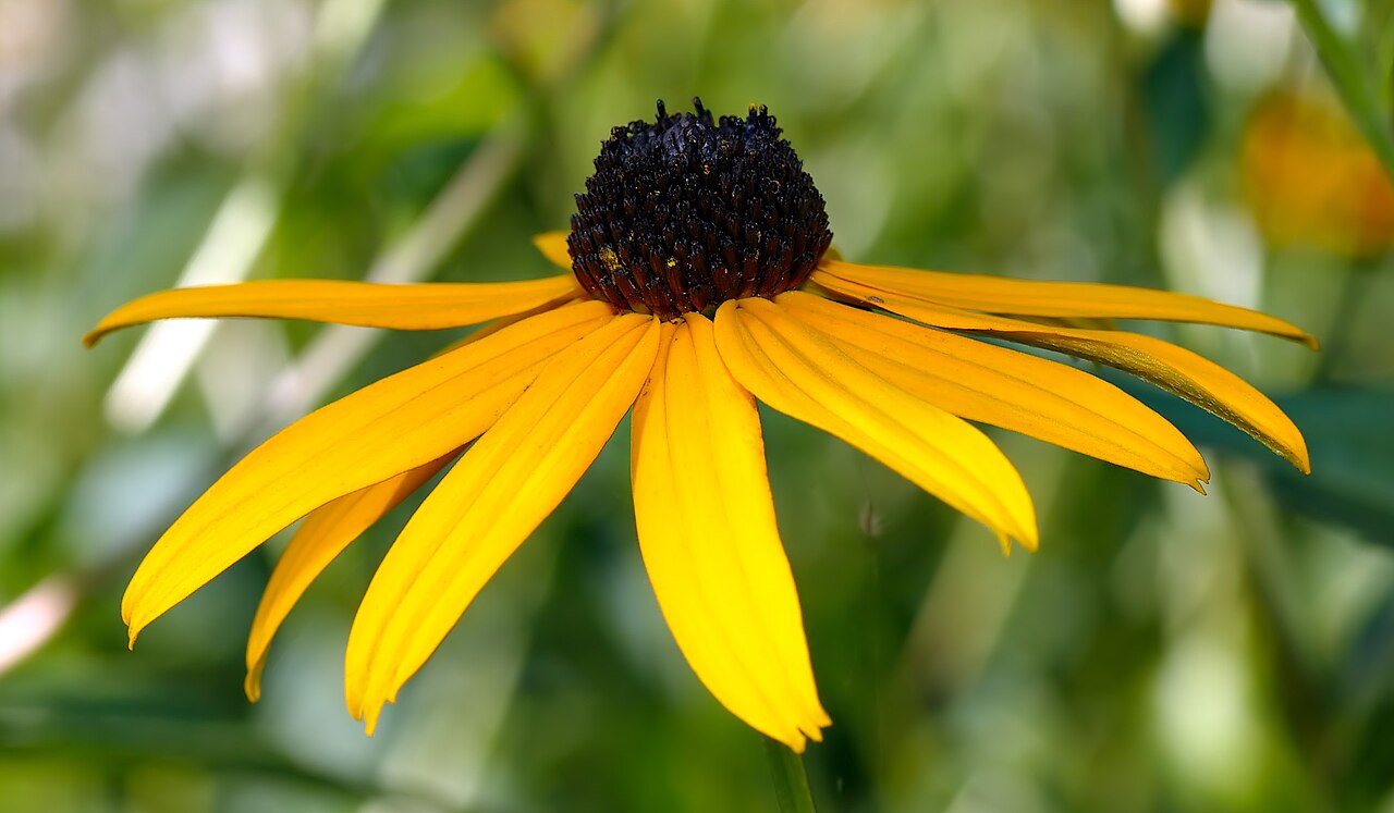 Rudbeckia (Rudbeckia) — photo botanique