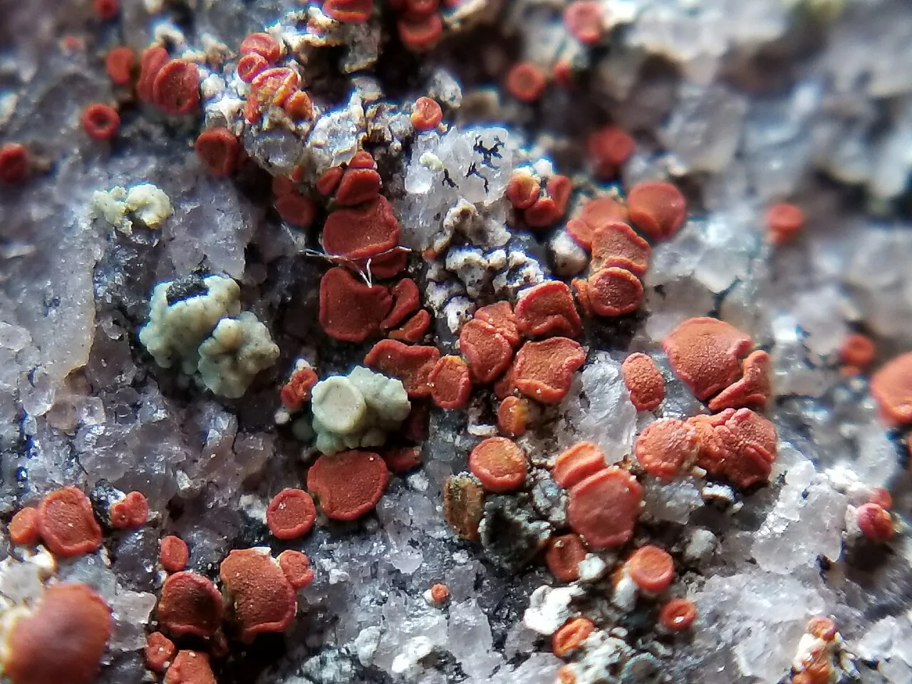 Rufoplaca arenaria (Rufoplaca arenaria) — photo mycologique