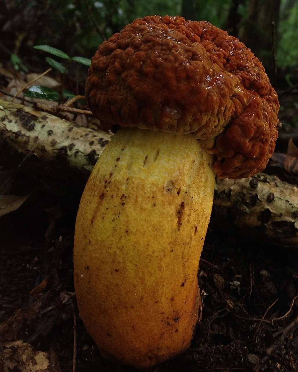 Rugiboletus brunneiporus (Rugiboletus brunneiporus) — photo mycologique