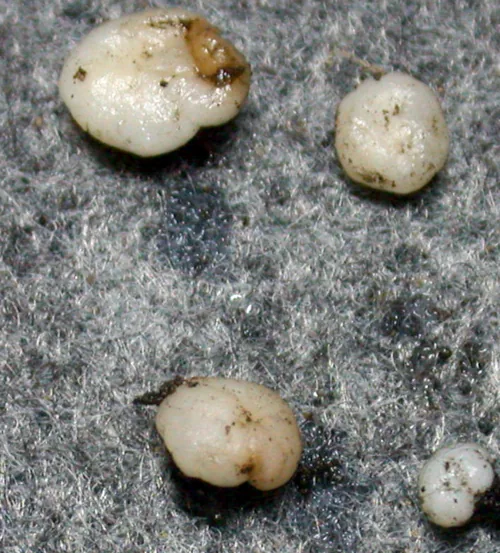 Ruhlandiella patagonica (Ruhlandiella patagonica) — photo mycologique