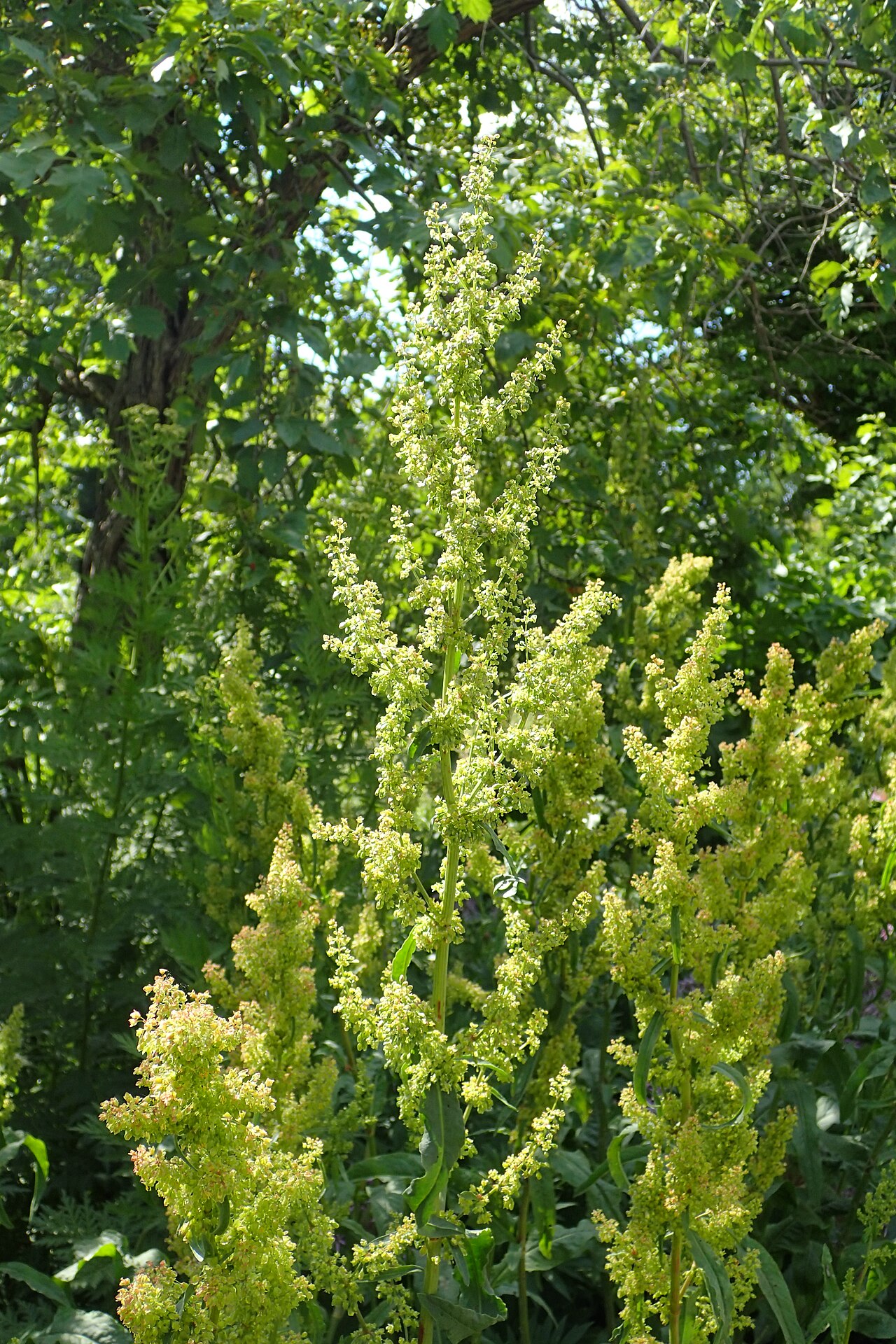 Oseille / Patience (Rumex) — photo botanique