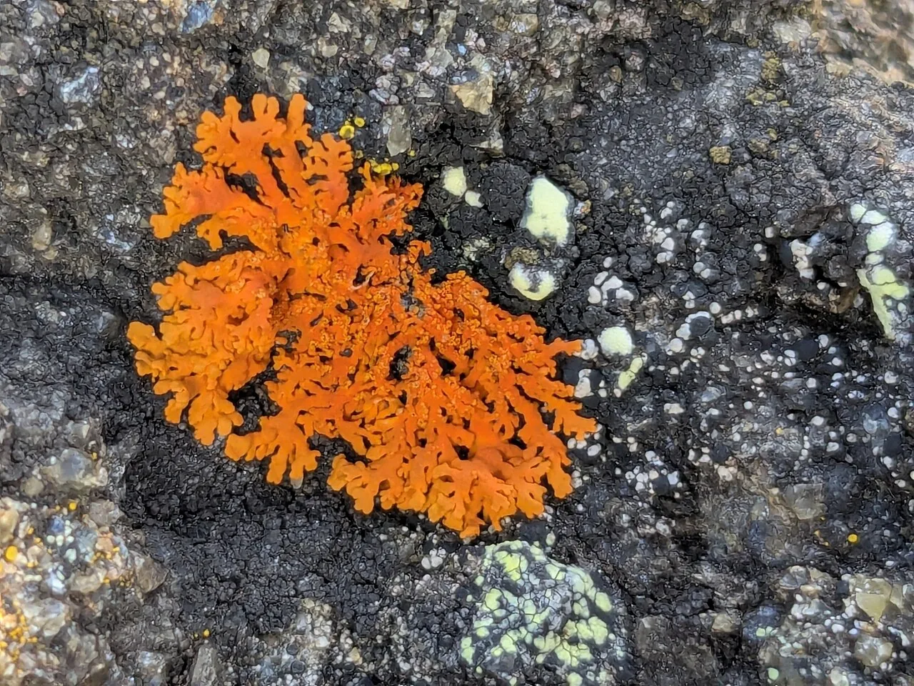 Rusavskia sorediata (Rusavskia sorediata) — photo mycologique