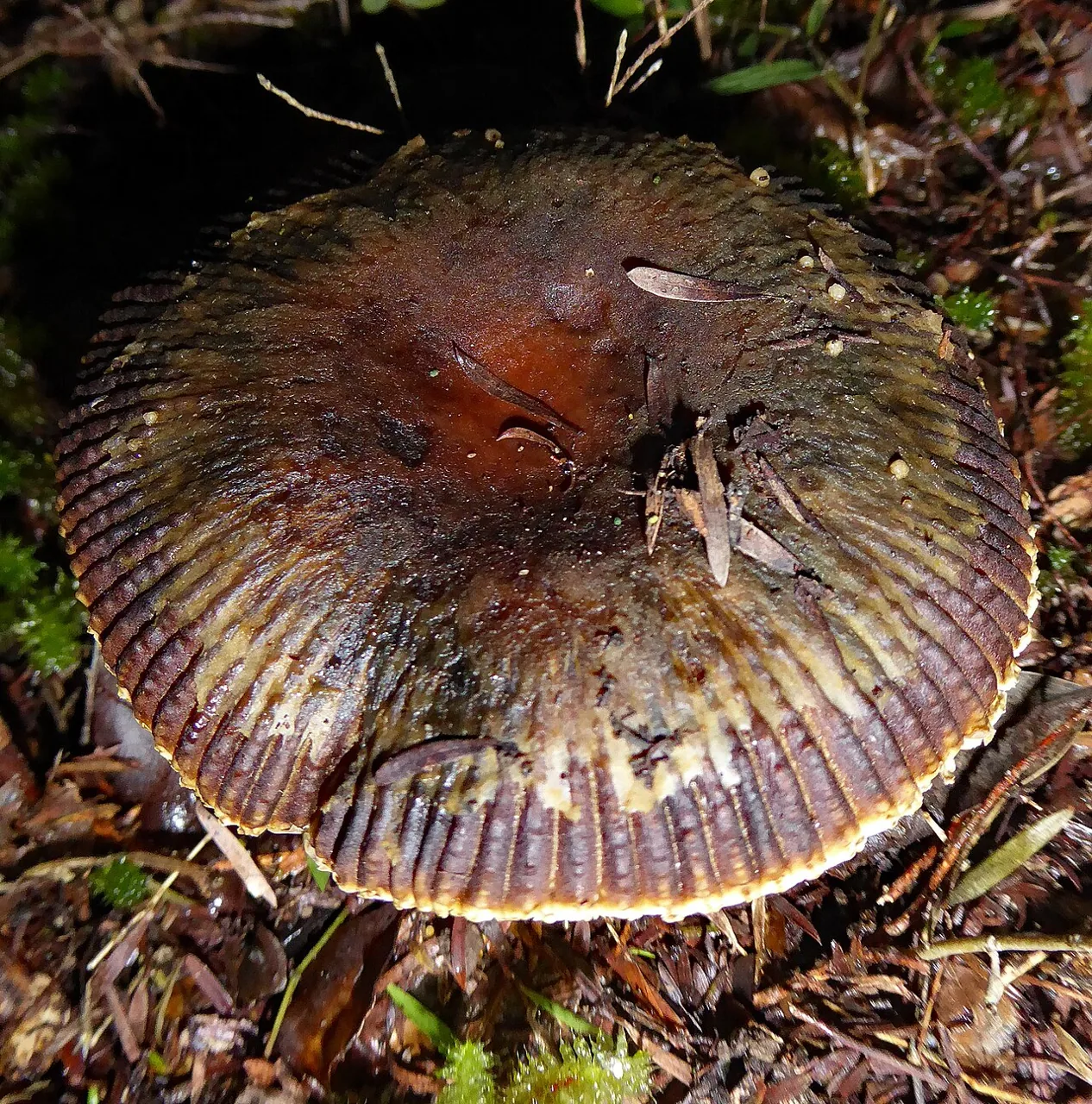 Russula acrolamellata (Russula acrolamellata) — photo mycologique