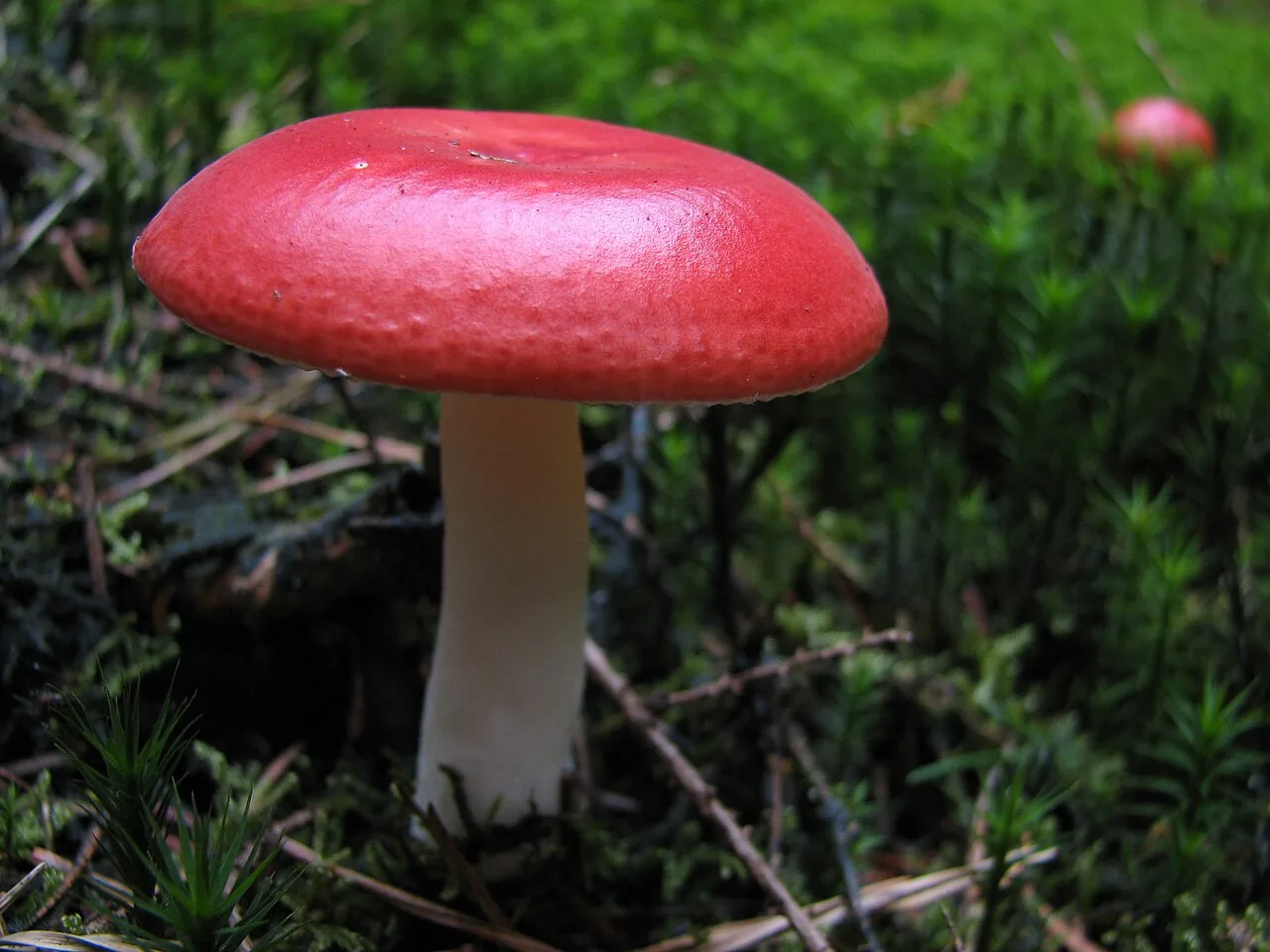 Russula adulterina (Russula adulterina) — photo mycologique