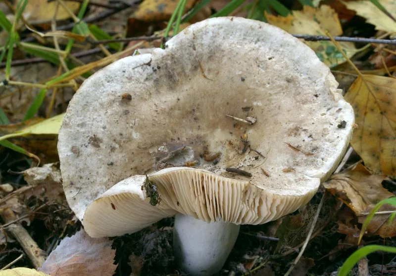 Russula adusta (Russula adusta) — photo mycologique