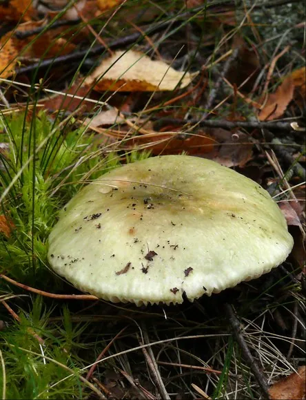 Russula aeruginea (Russula aeruginea) — photo mycologique