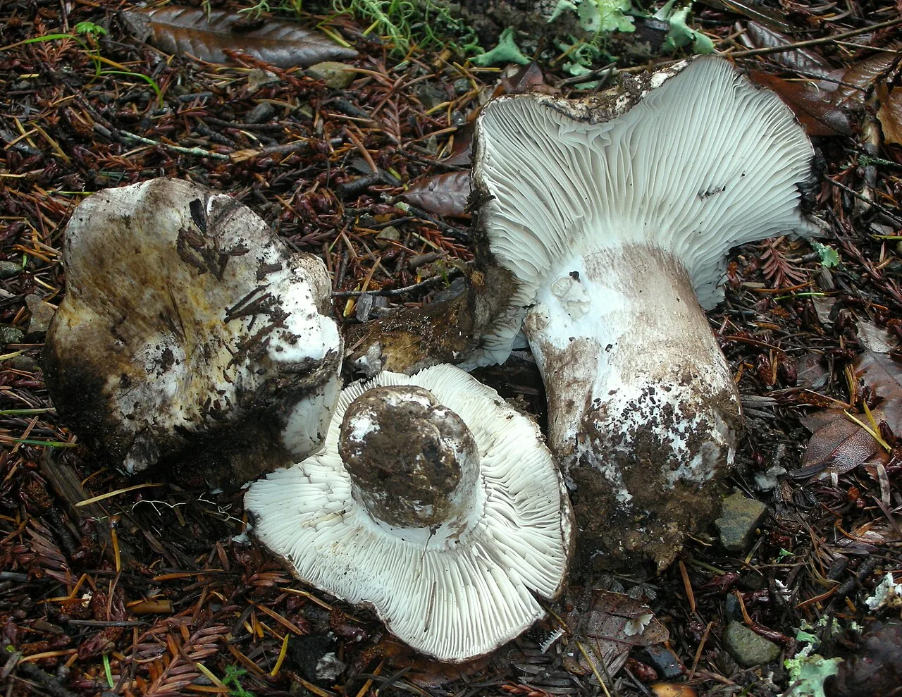 Russula albonigra (Russula albonigra) — photo mycologique