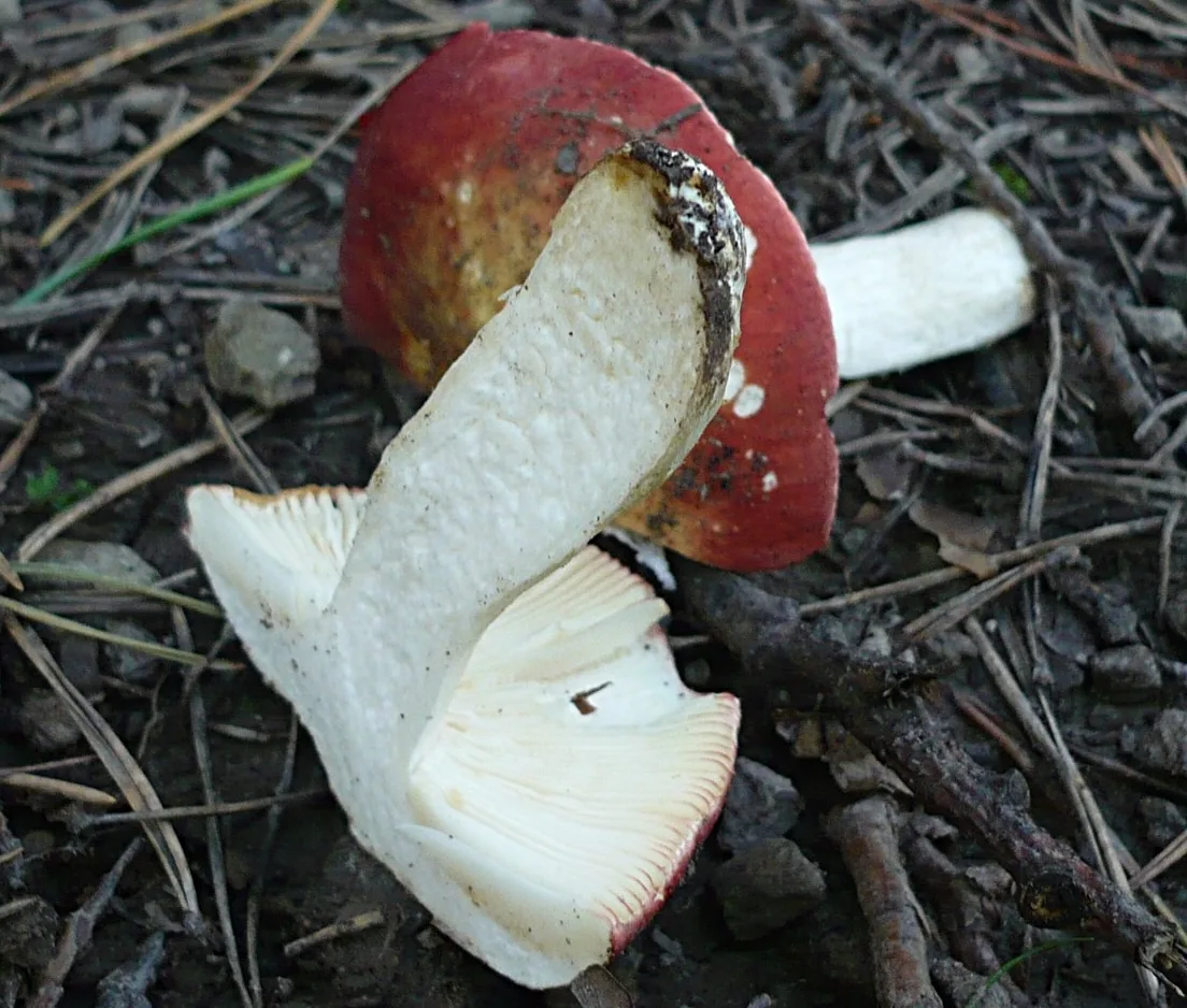 Russula amarissima (Russula amarissima) — photo mycologique