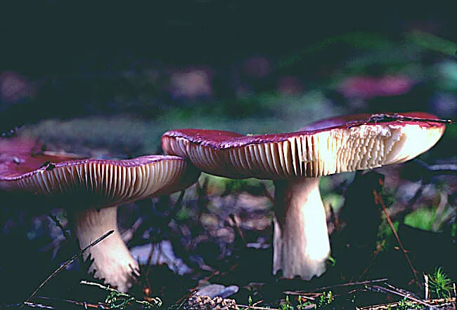 Russula amethystina (Russula amethystina) — photo mycologique