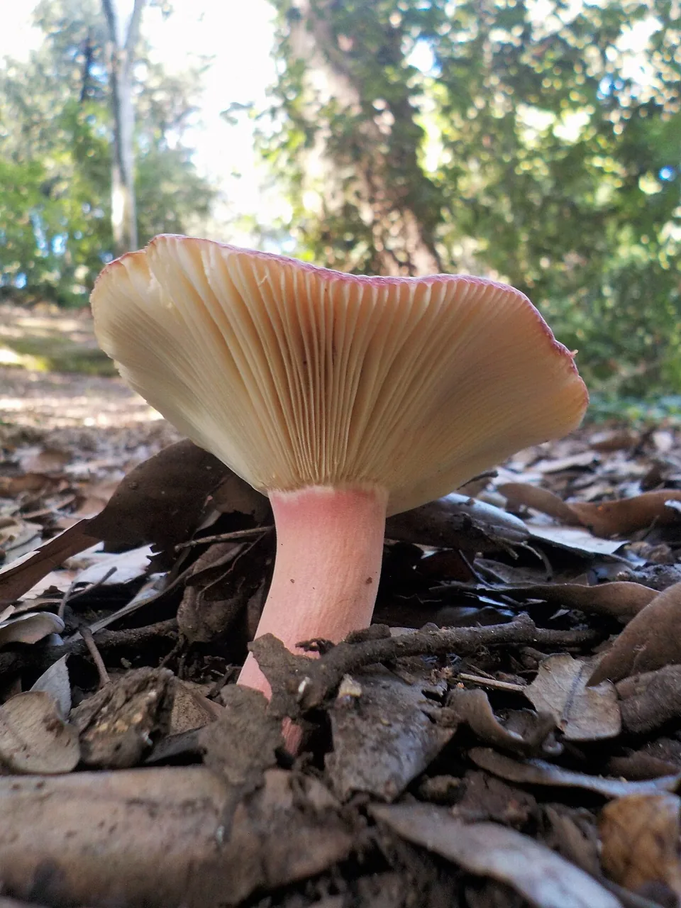 Russula amoenicolor (Russula amoenicolor) — photo mycologique