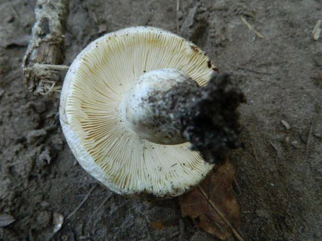 Russula anatina (Russula anatina) — photo mycologique