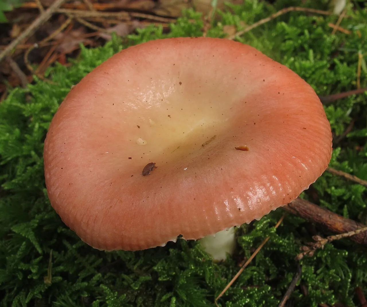Russula aquosa (Russula aquosa) — photo mycologique