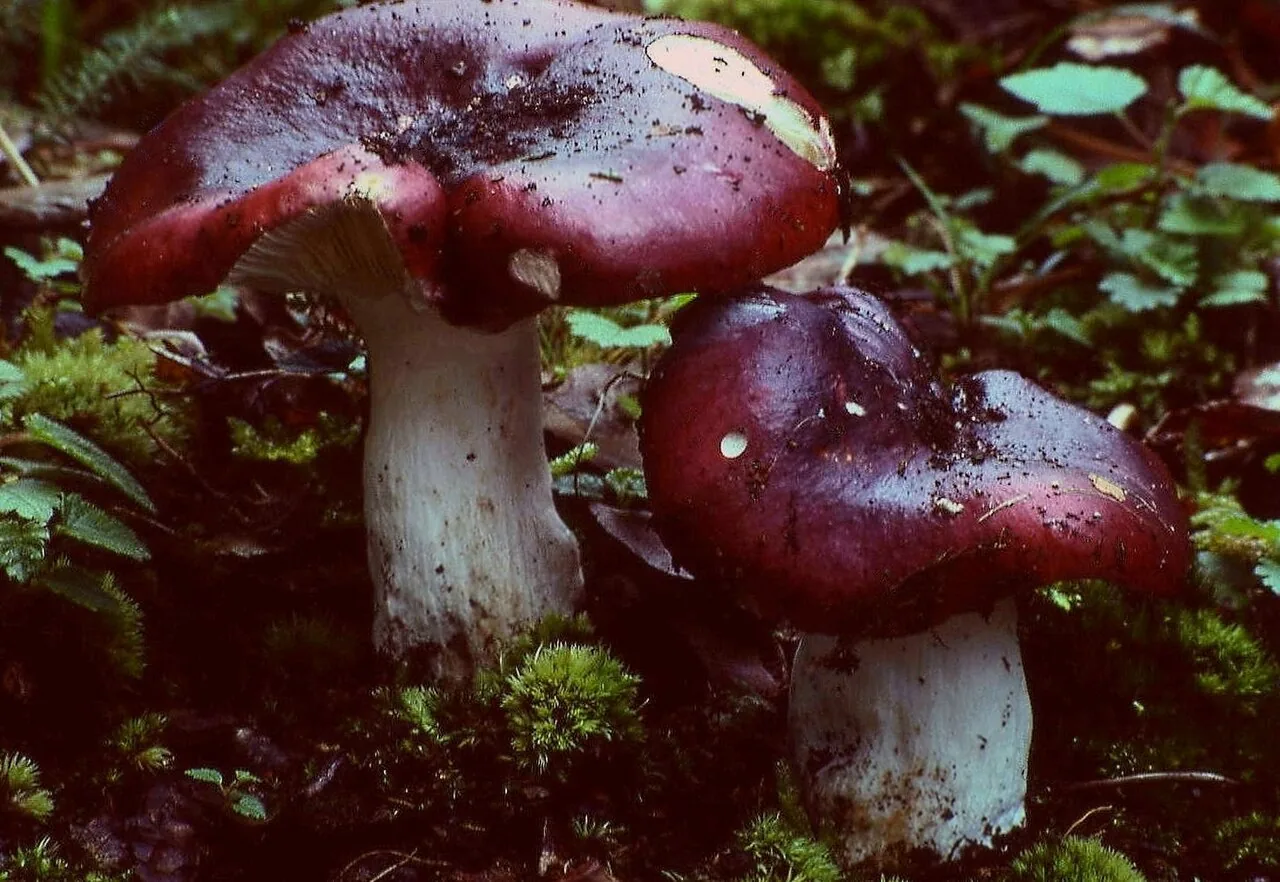 Russula atropurpurea (Russula atropurpurea) — photo mycologique