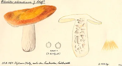 Russula aurantiaca (Russula aurantiaca) — photo mycologique