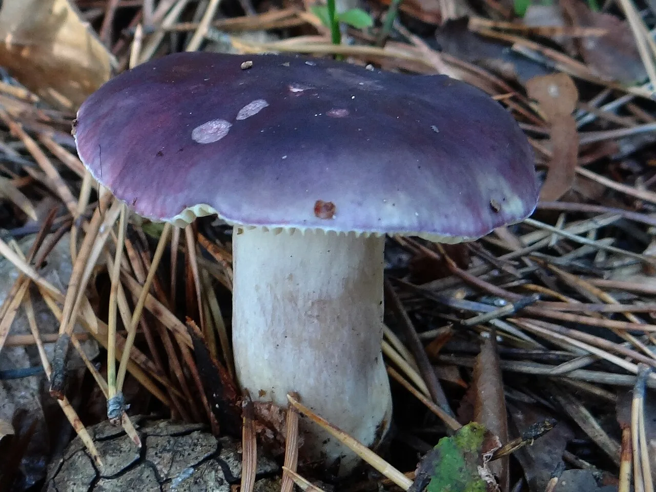 Russula azurea (Russula azurea) — photo mycologique