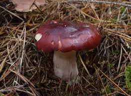 Russula badia (Russula badia) — photo mycologique