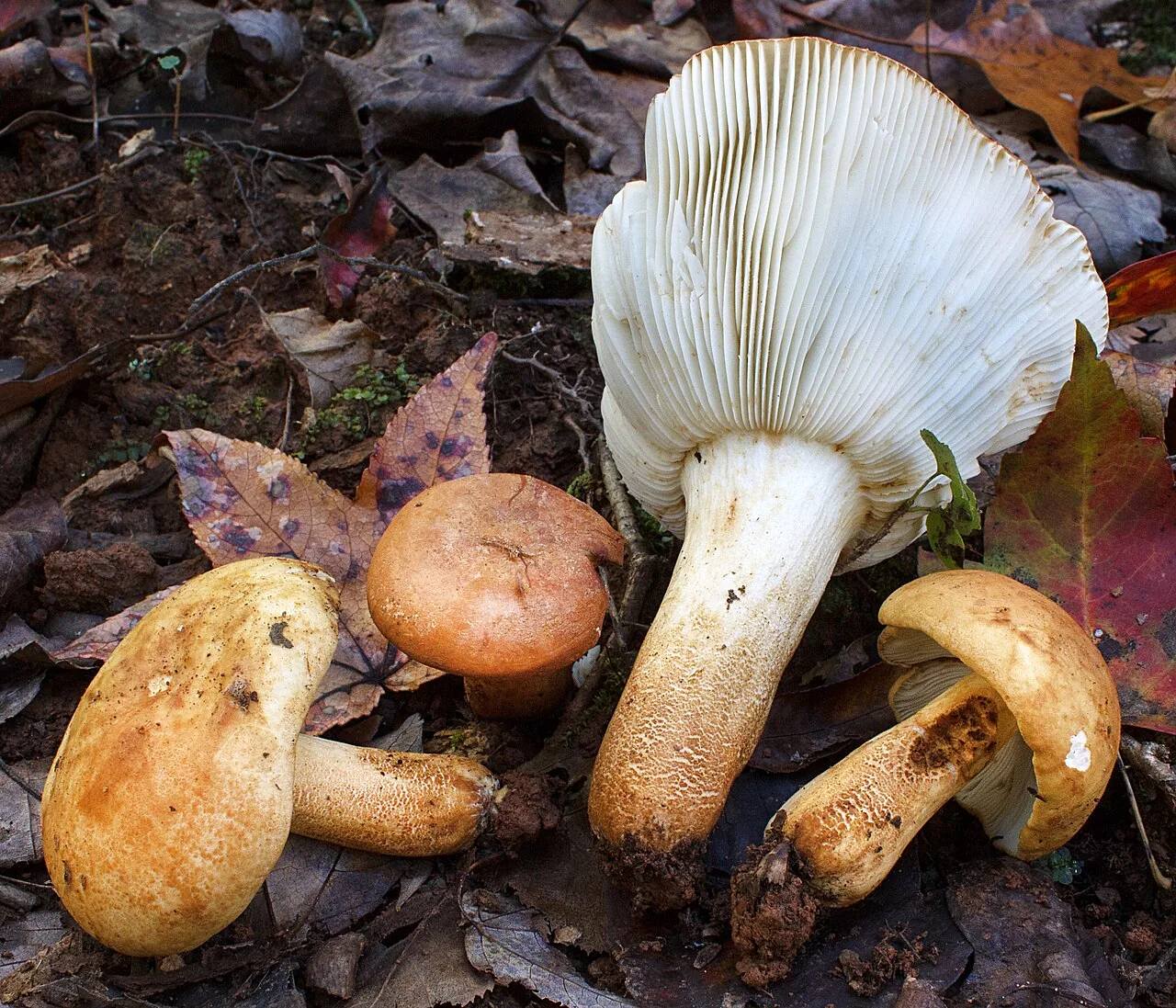 Russula ballouii (Russula ballouii) — photo mycologique