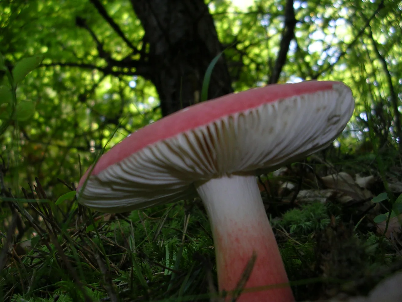 Russula benwooi (Russula benwooi) — photo mycologique