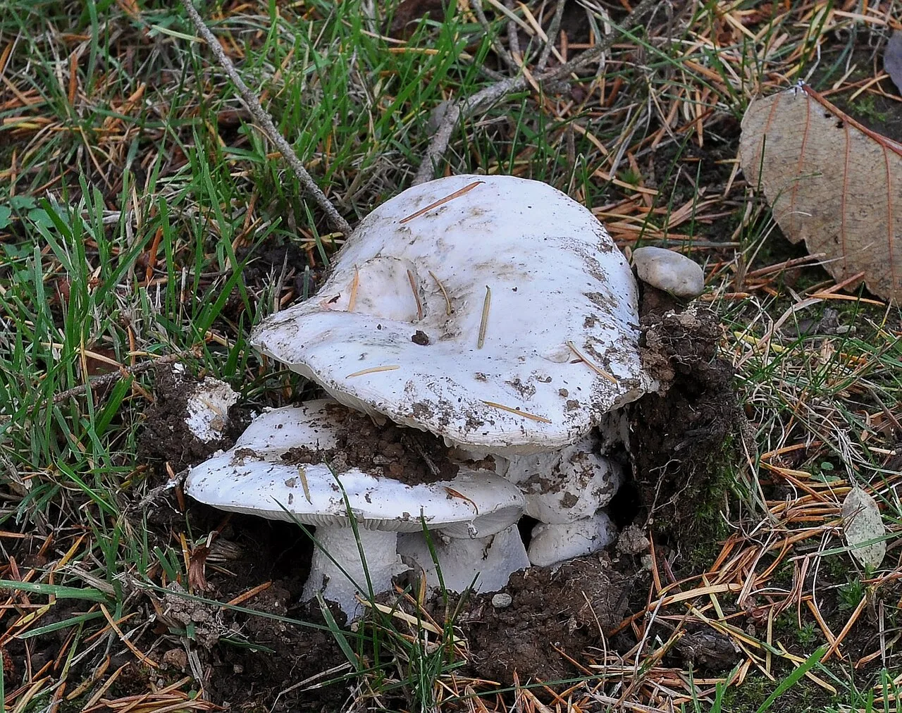 Russula brevipes (Russula brevipes) — photo mycologique