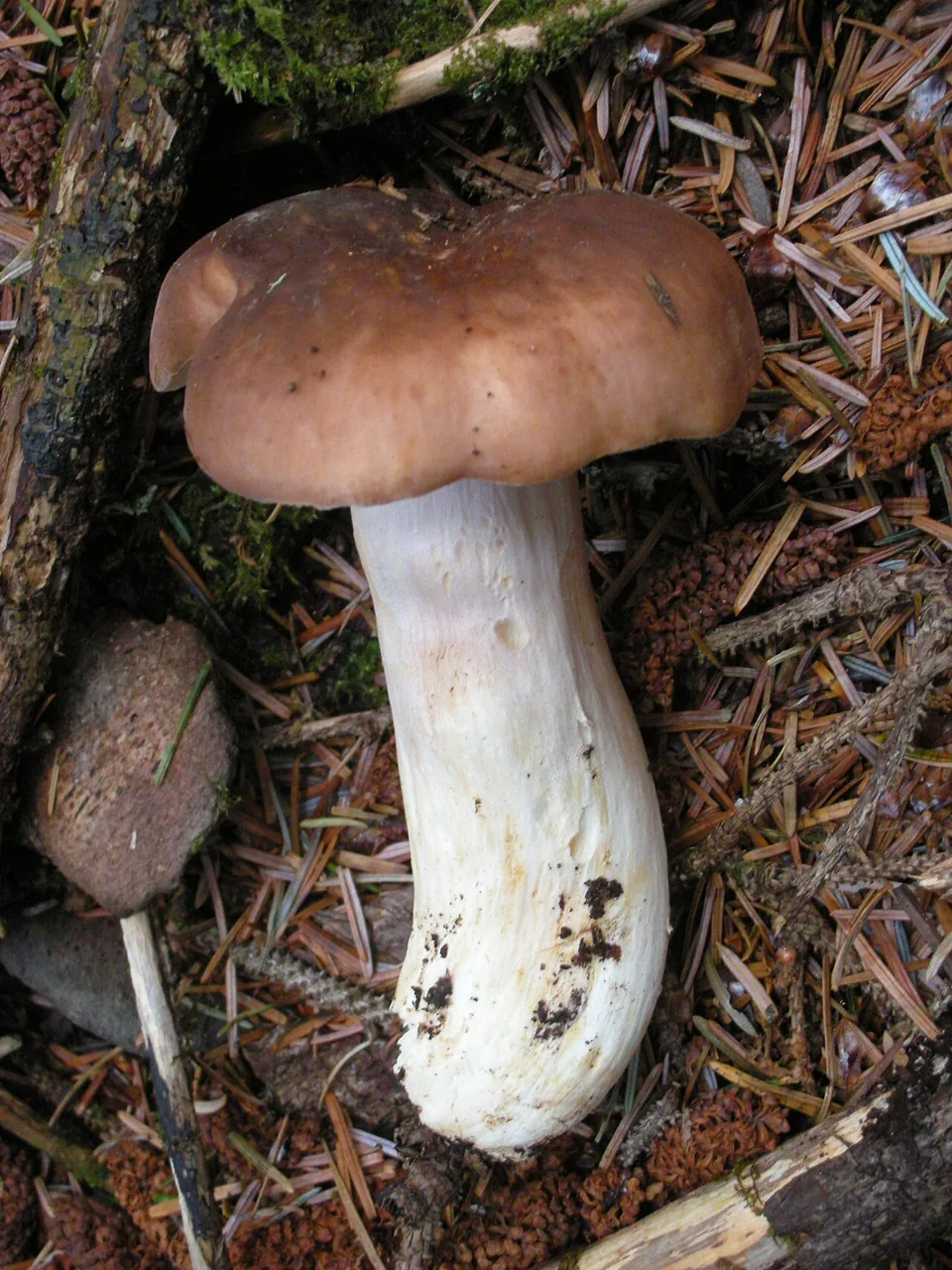Russula brunneola (Russula brunneola) — photo mycologique
