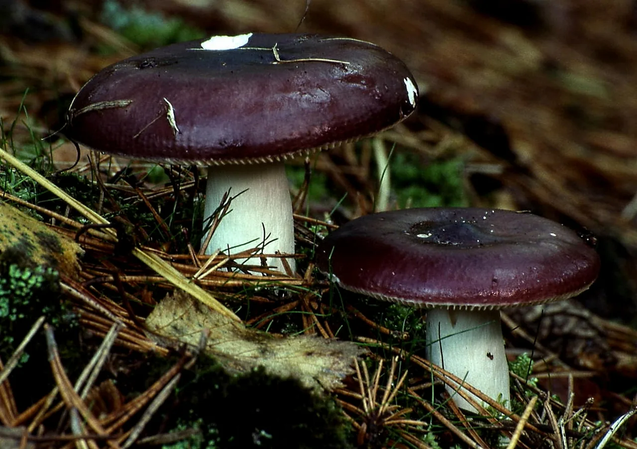 Russula caerulea (Russula caerulea) — photo mycologique