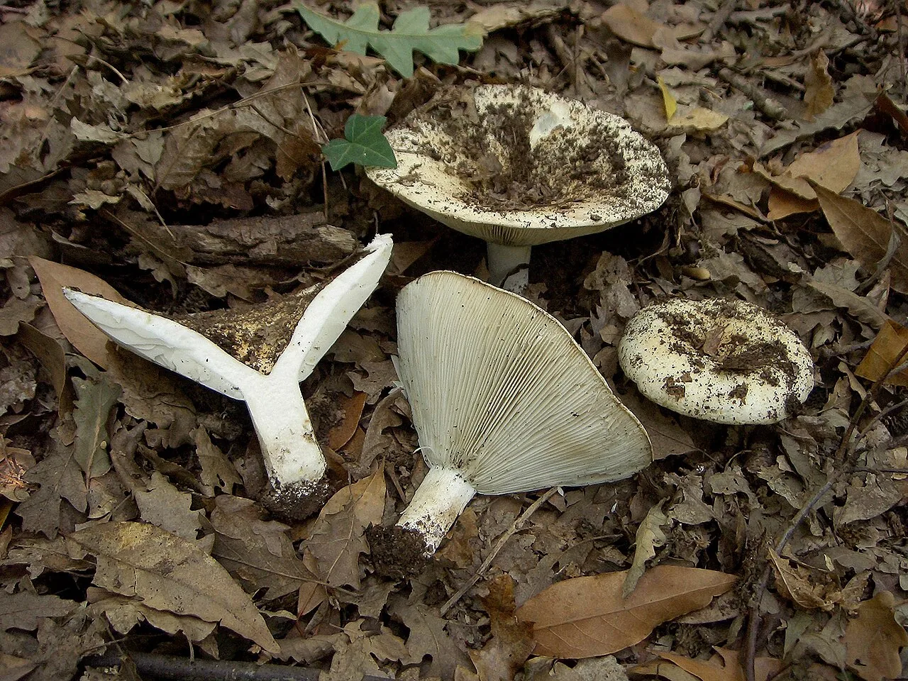 Russula chloroides (Russula chloroides) — photo mycologique