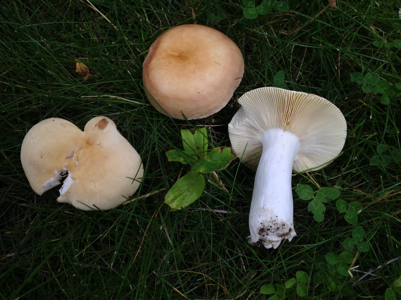 Russula cremeoavellanea (Russula cremeoavellanea) — photo mycologique