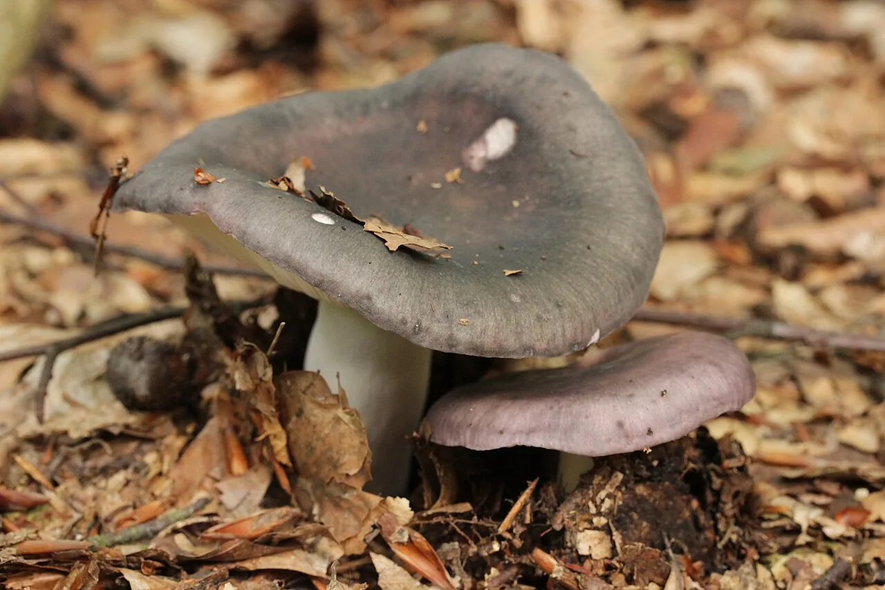 Russula cyanoxantha (Russula cyanoxantha) — photo mycologique