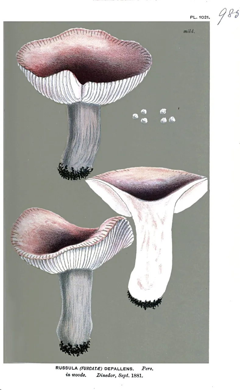 Russula depallens (Russula depallens) — photo mycologique