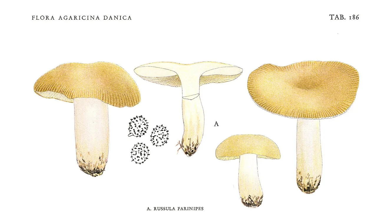 Russula farinipes (Russula farinipes) — photo mycologique