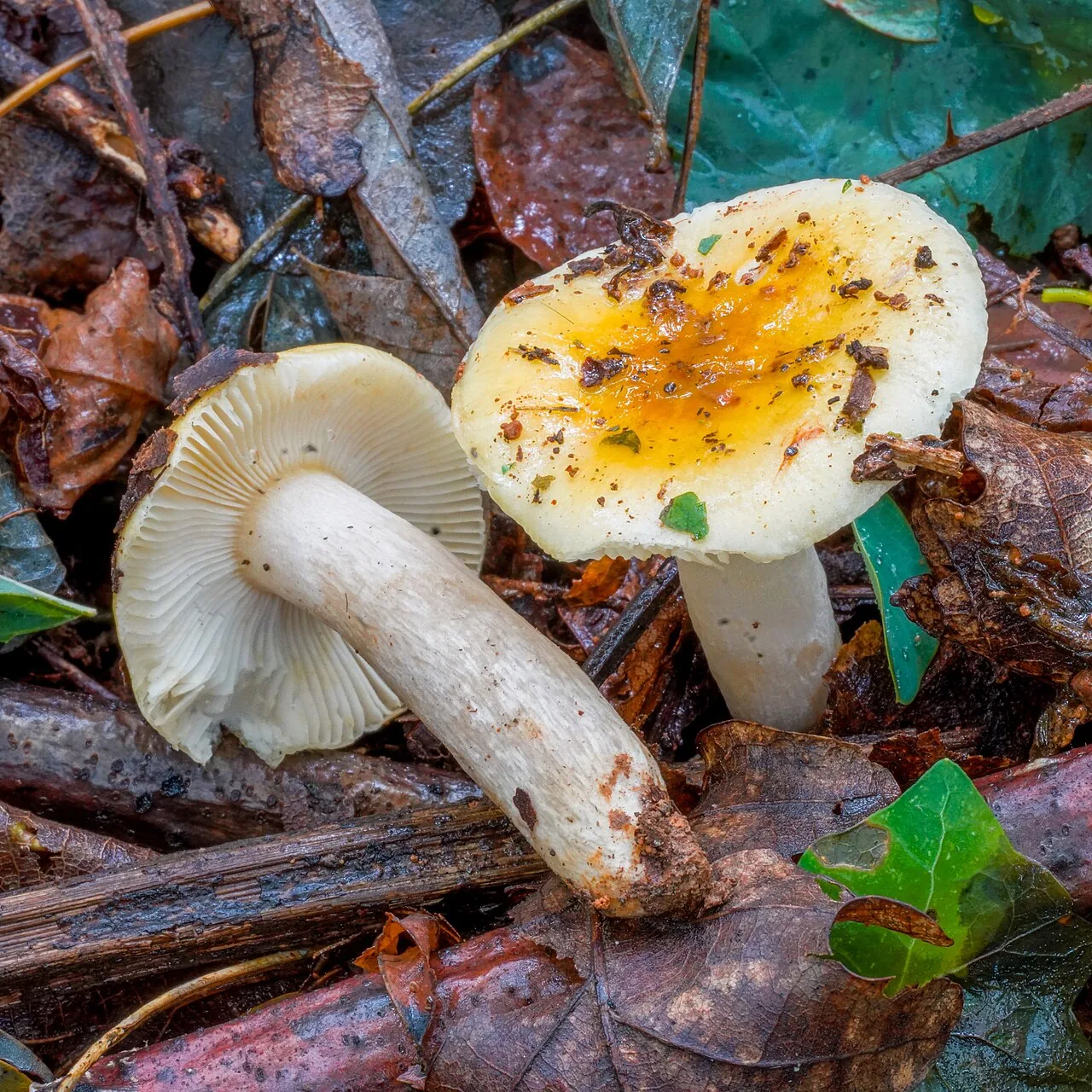 Russula fellea (Russula fellea) — photo mycologique