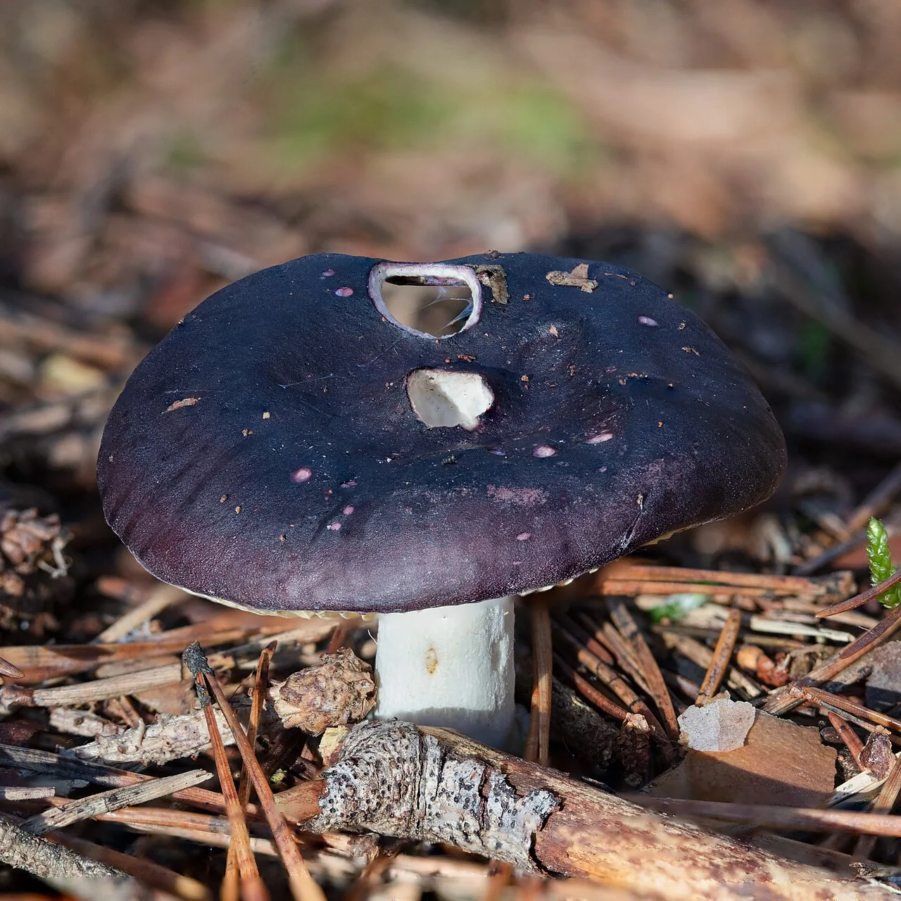 Russula firmula (Russula firmula) — photo mycologique