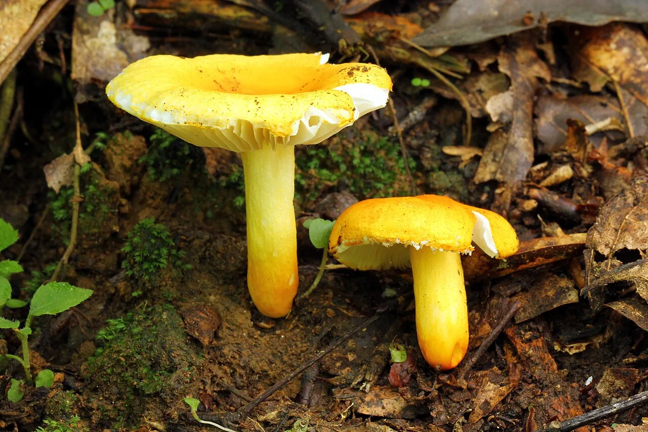 Russula flavida (Russula flavida) — photo mycologique