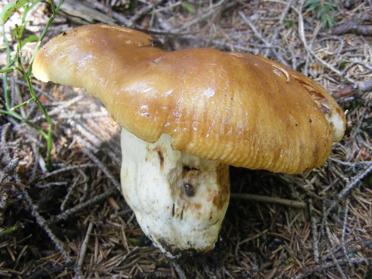 Russula foetens (Russula foetens) — photo mycologique