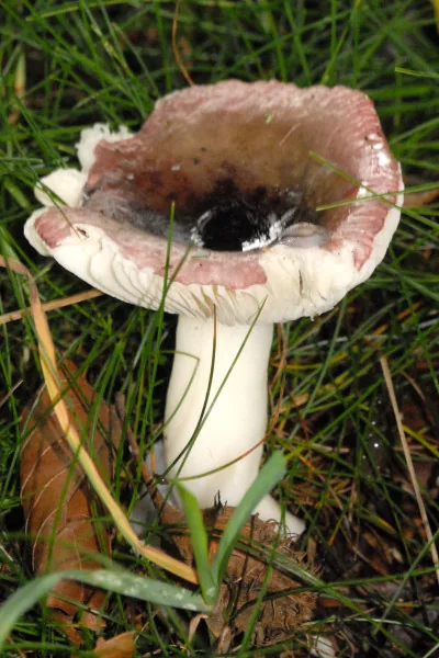 Russula fragilis (Russula fragilis) — photo mycologique