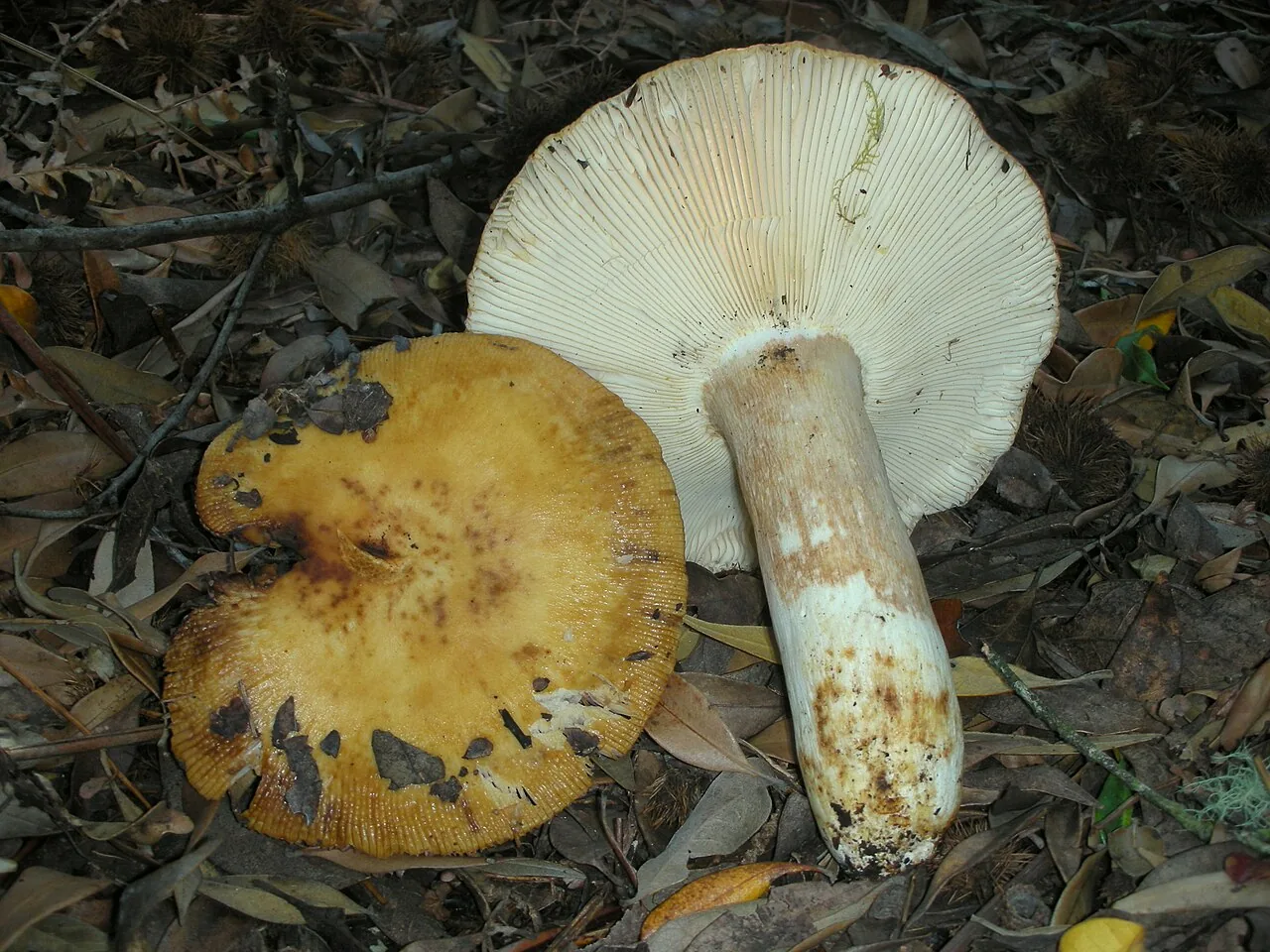 Russula fragrantissima (Russula fragrantissima) — photo mycologique