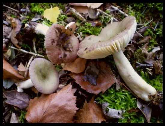 Russula gracillima (Russula gracillima) — photo mycologique