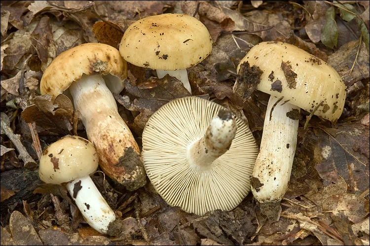Russula grata (Russula grata) — photo mycologique