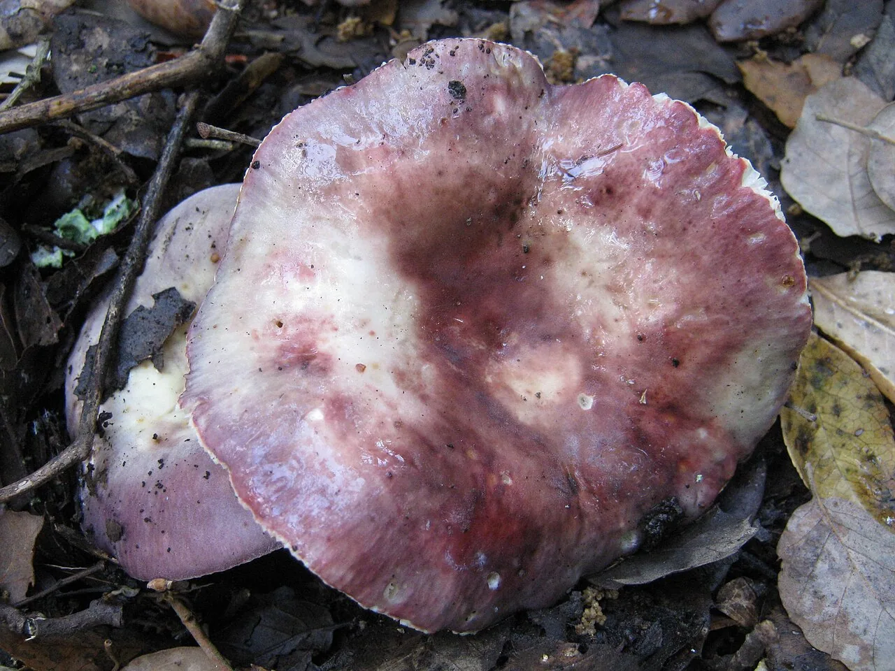 Russula graveolens (Russula graveolens) — photo mycologique