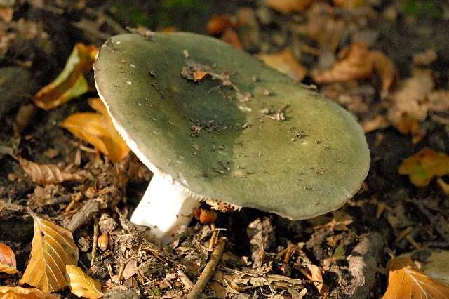 Russula heterophylla (Russula heterophylla) — photo mycologique