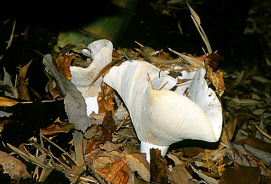 Russula japonica (Russula japonica) — photo mycologique