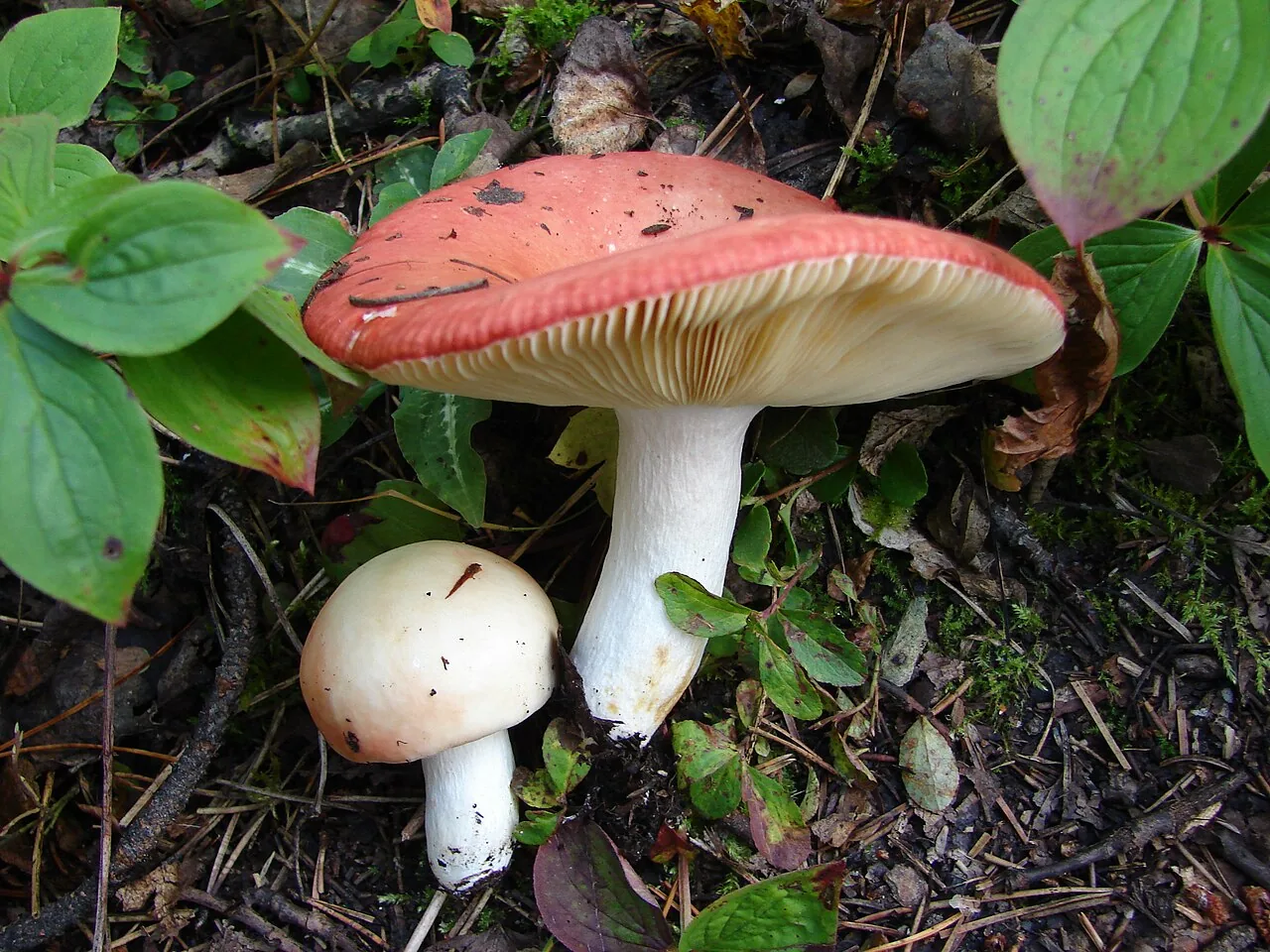 Russula laeta (Russula laeta) — photo mycologique
