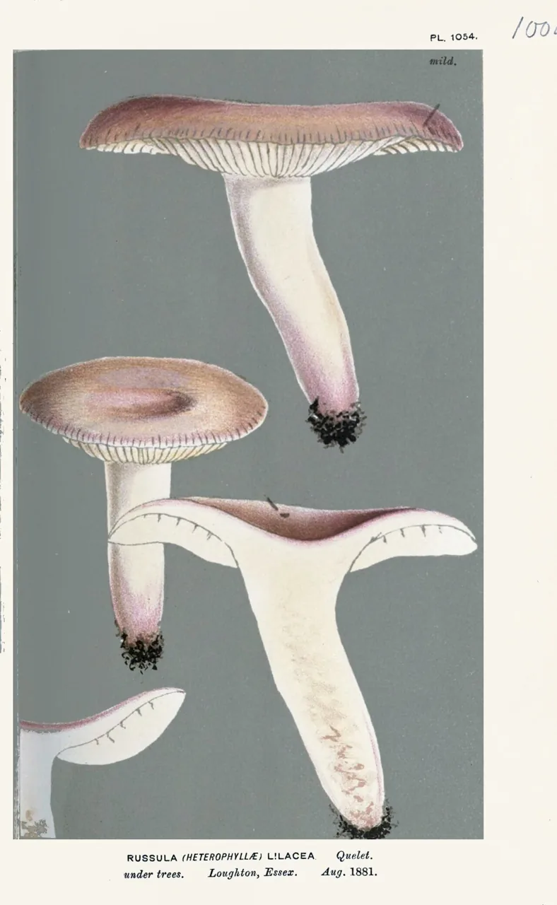 Russula lilacea (Russula lilacea) — photo mycologique
