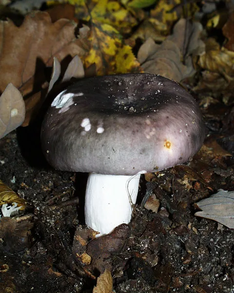 Russula lilacina (Russula lilacina) — photo mycologique